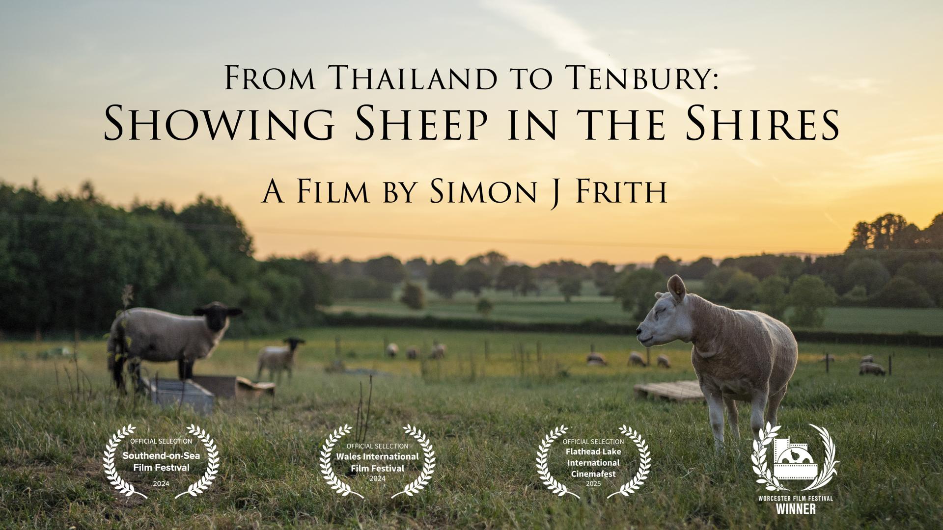 From Thailand to Tenbury: Showing Sheep in the Shires